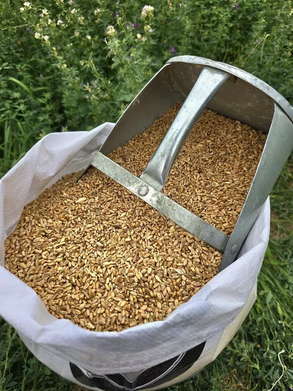 Whole Wheat.