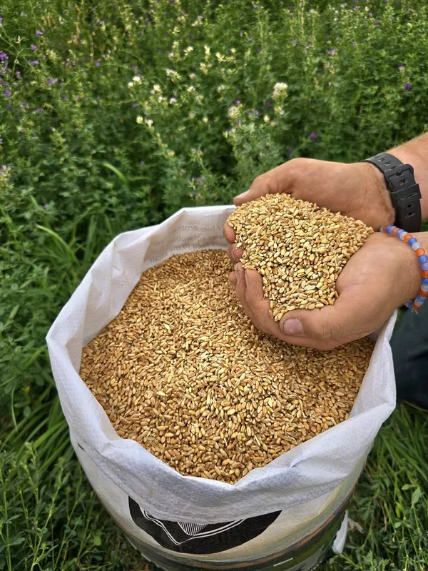 Whole Wheat.