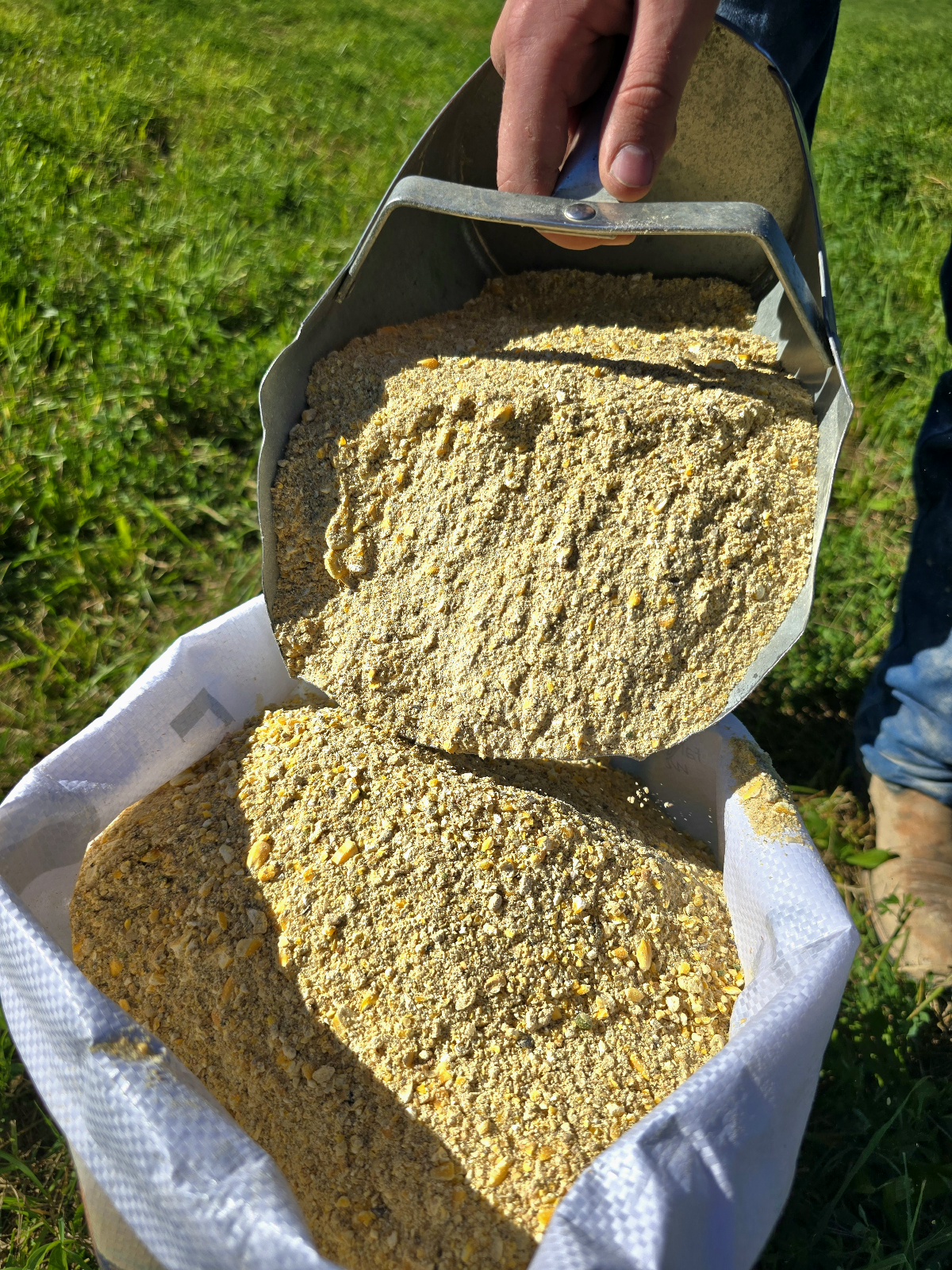 16% Layer Mash.