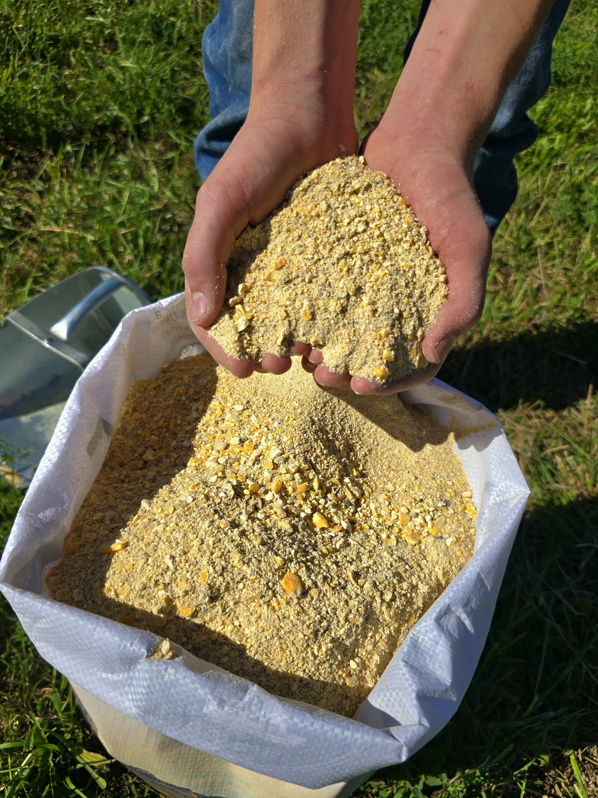 16% Layer Mash.