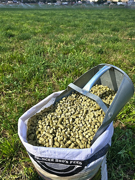 Alfalfa Pellets.