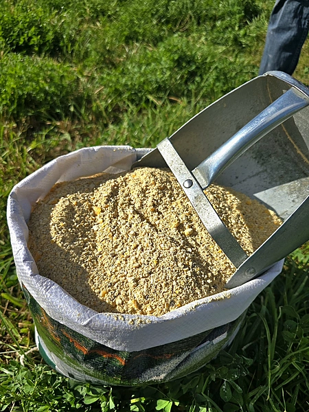 20% Layer Mash.