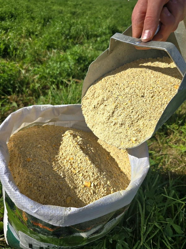 20% Layer Mash.