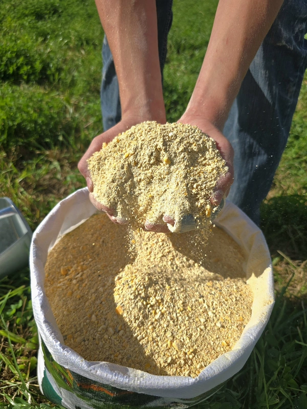 20% Layer Mash.