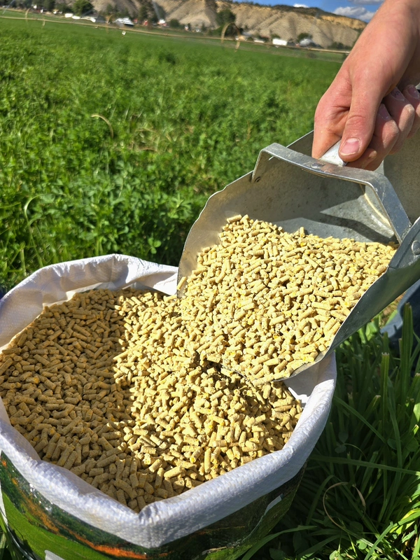 20% Layer Pellets.