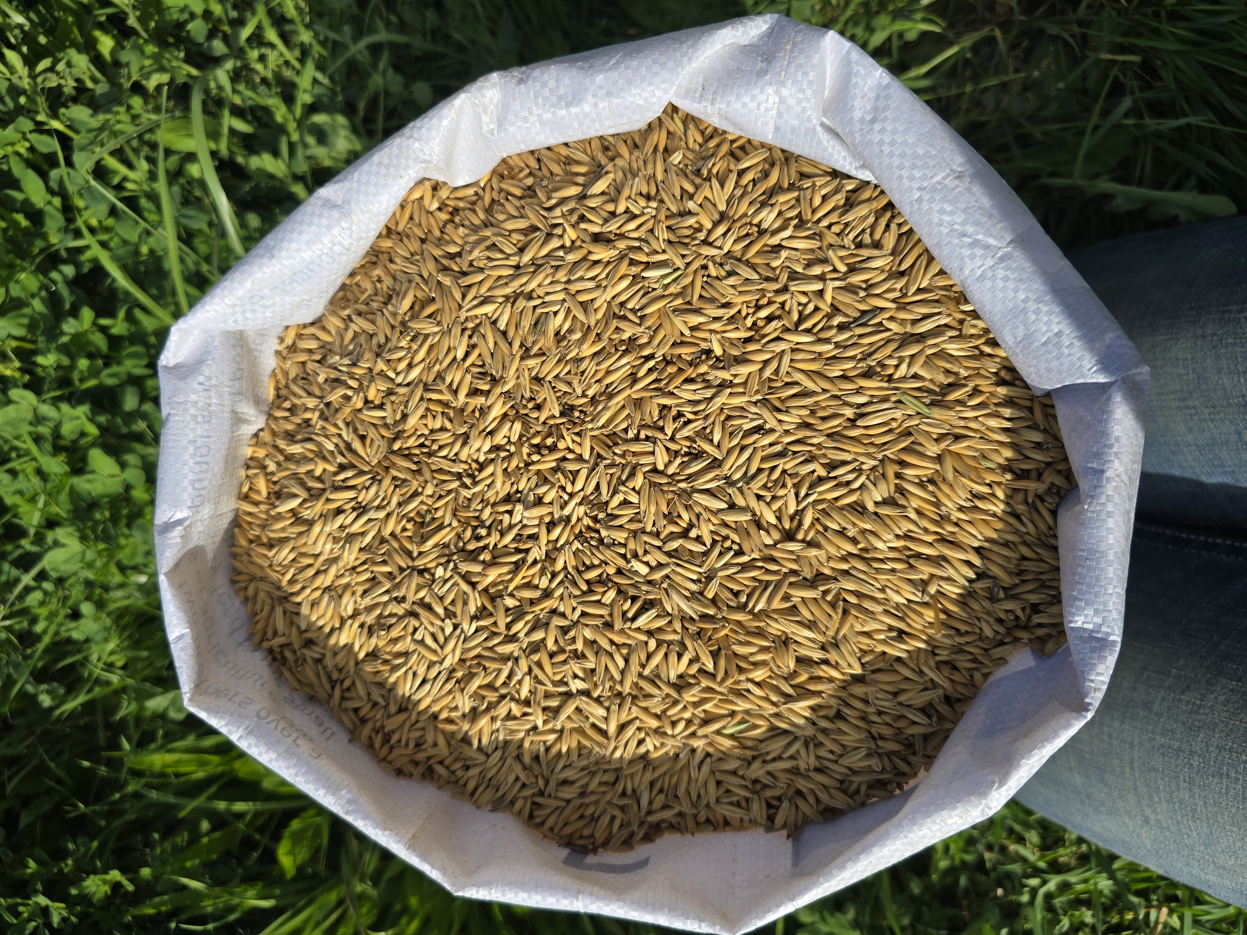 Whole Oats.
