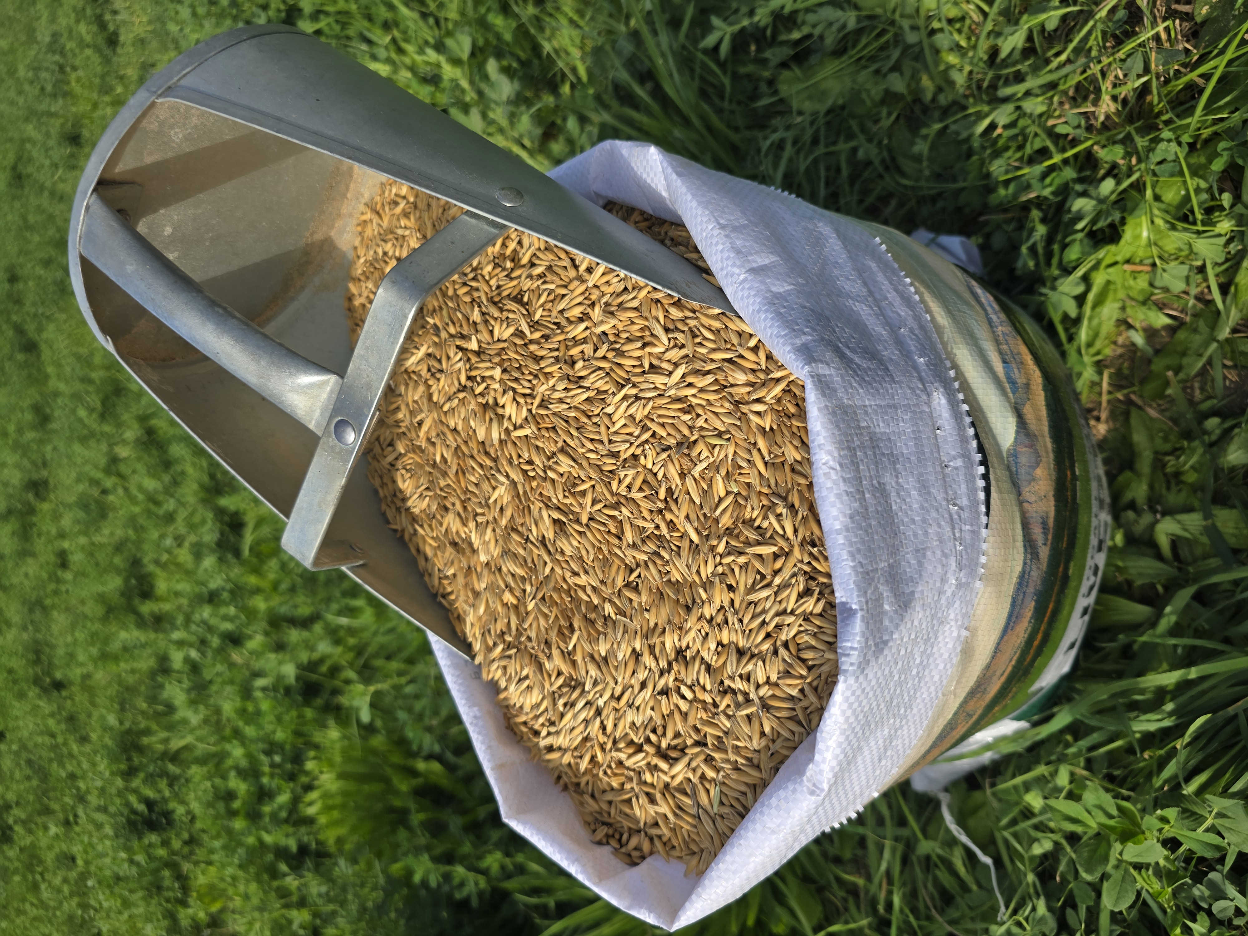 Whole Oats.