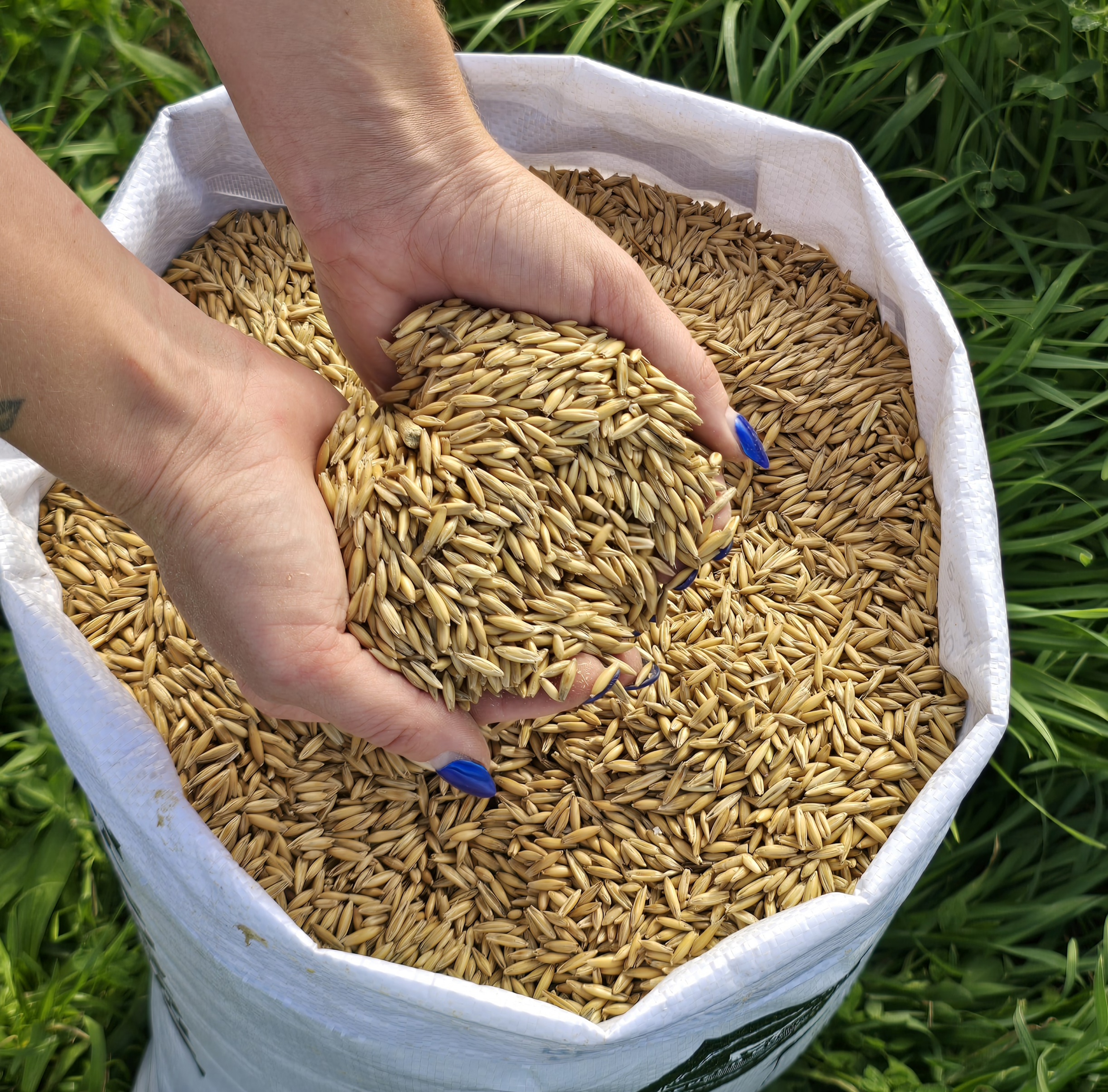 Whole Oats.
