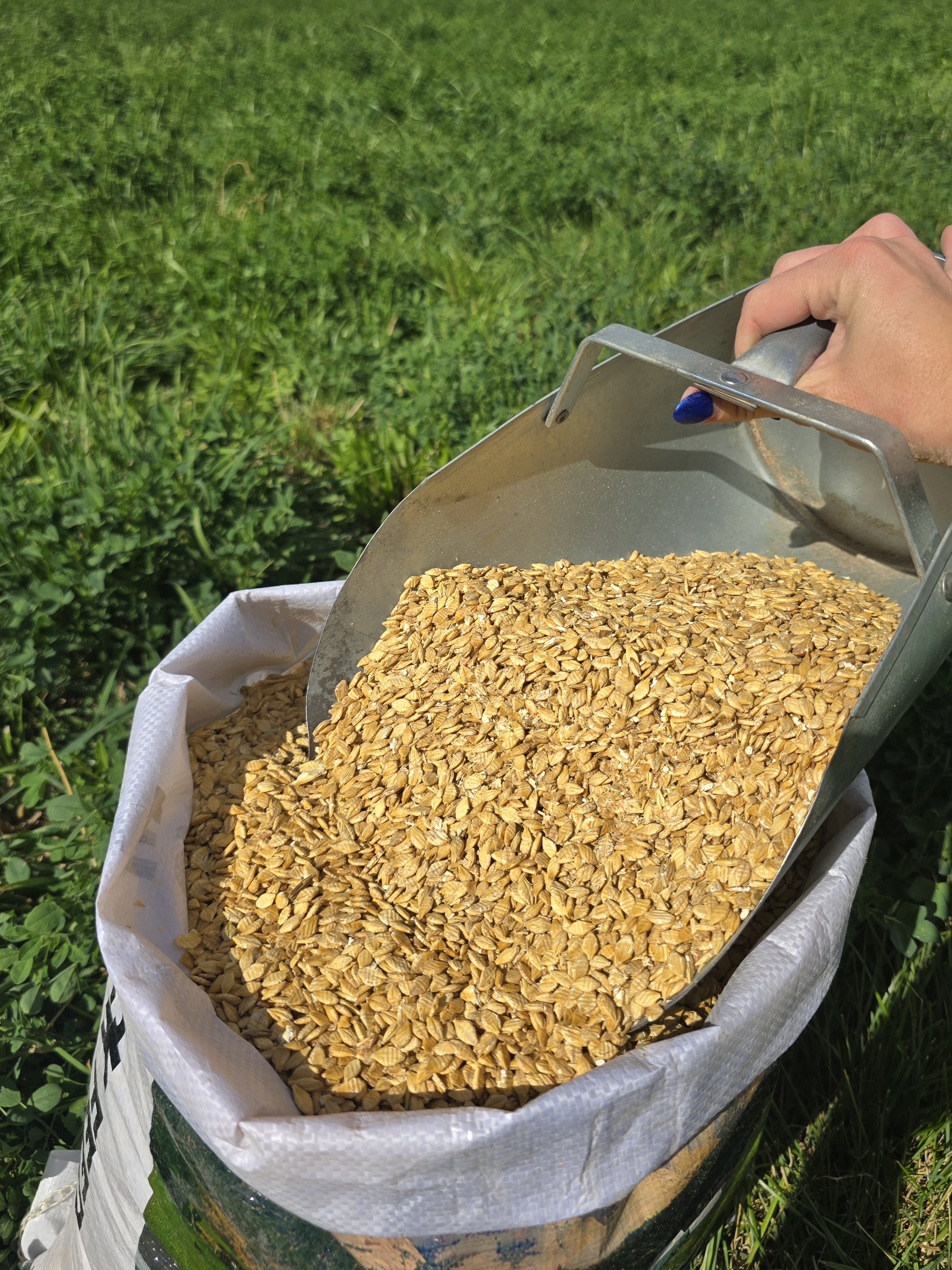 Rolled Barley.