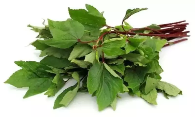 Wild Gongura | காட்டு புளிச்சக்கீரை