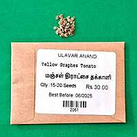 Yellow Graphes Tomato(மஞ்சள் திராட்சை தக்காளி)