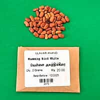 வெள்ளை அகத்தி விதை 100 Gram  | White Agaththi Seed 100 Gram