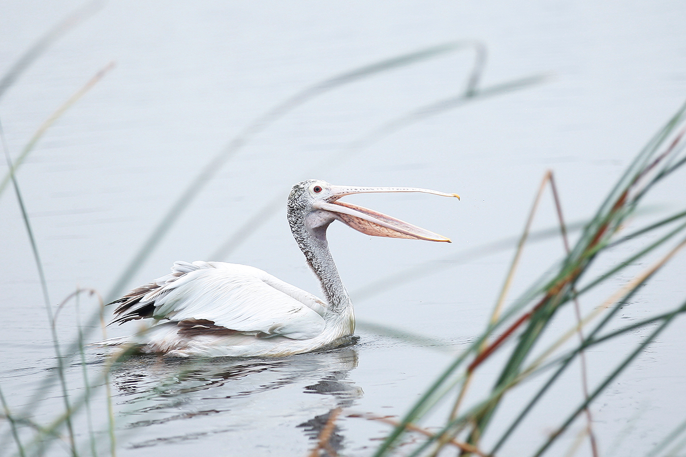 Pelican 03 Pelican 03