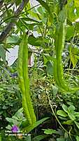 Winged beans ( நீட்ட சிறகு அவரை )