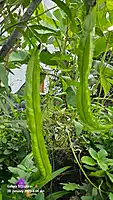 Winged beans ( நீட்ட சிறகு அவரை )