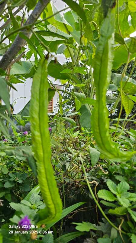 Winged beans ( நீட்ட சிறகு அவரை )