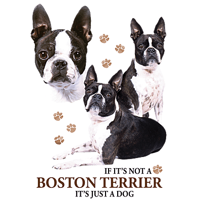 Boston Terrier Pride Sports Grey Softstyle T-Shirt