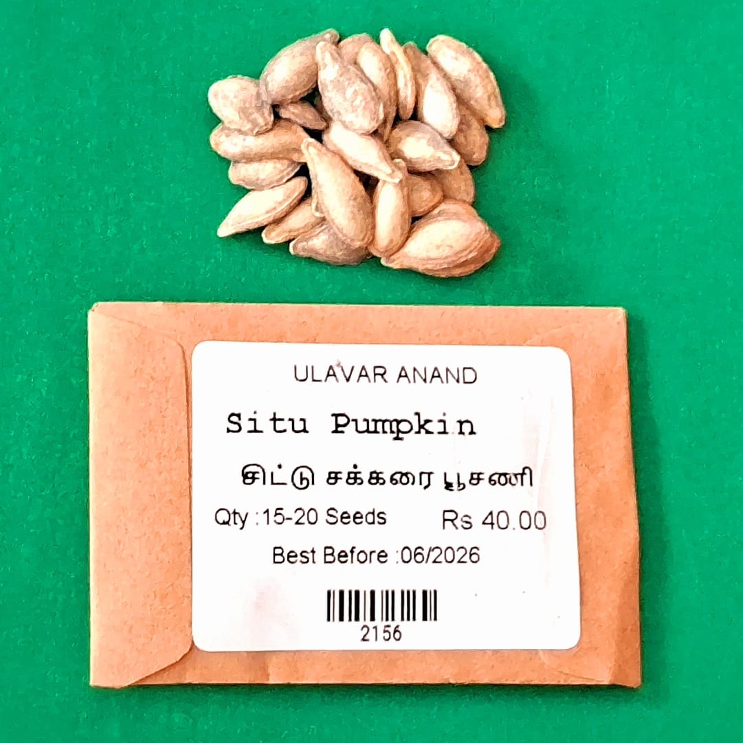 Situ Pumpkin( சிட்டு சக்கரை பூசணி )