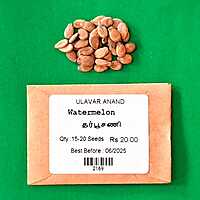 WATERMELON (தர்பூசணி)