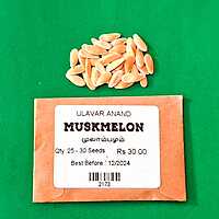 MUSKMELON (முலாம்பழம்)