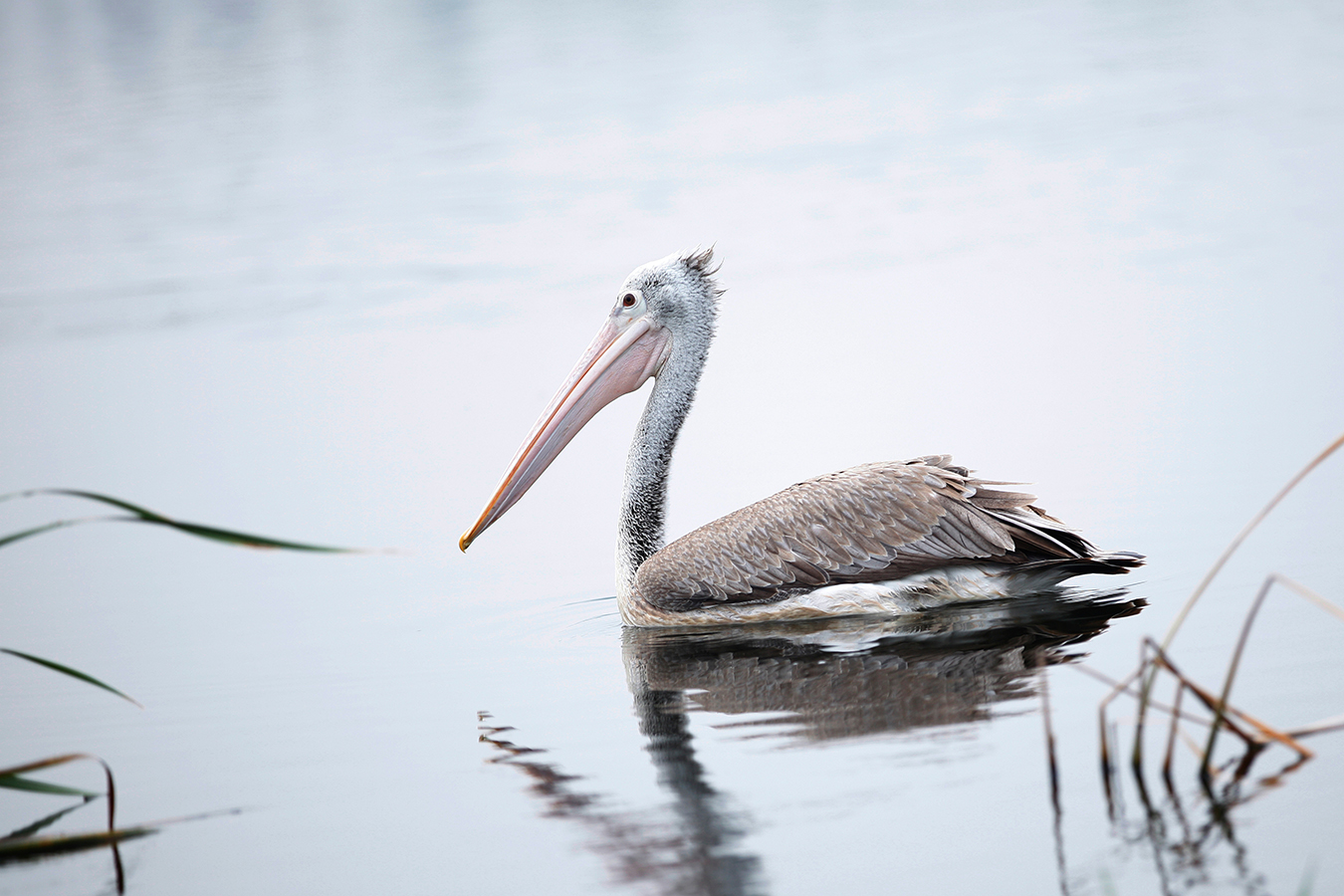 Pelican 04 Pelican 04