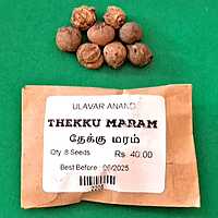 Thekku maram | Teak Tree (தேக்கு)