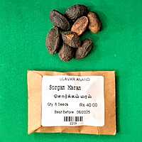 Sorgam Maram | Paradise Tree ( சொர்கம் மரம்)