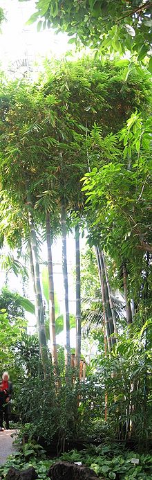Perumoongil | Dendrocalamus giganteus (பெருமூங்கில் )