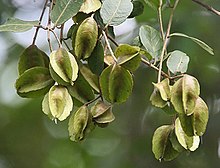Karumarudhu | Terminalia Arjuna (கருமருது)