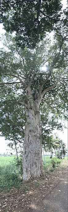 Karumarudhu | Terminalia Arjuna (கருமருது)