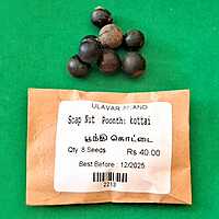Poonthi Kottai | Soap Nut Tree (பூந்தி கொட்டை)