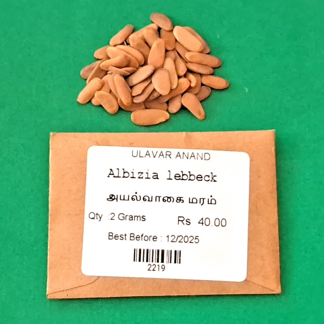 Albizia lebbeck (அயல் வாகை)