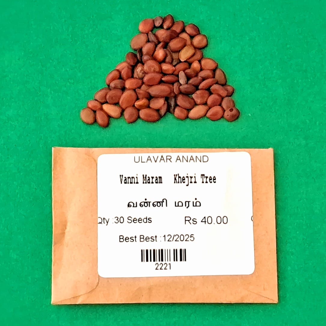 Vanni Maram | Khejri Tree (வன்னி மரம்)