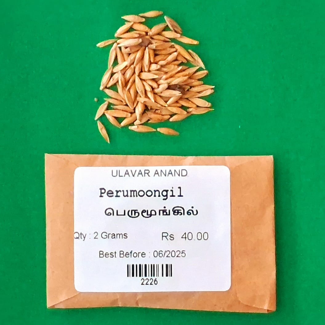 Perumoongil | Dendrocalamus giganteus (பெருமூங்கில் )