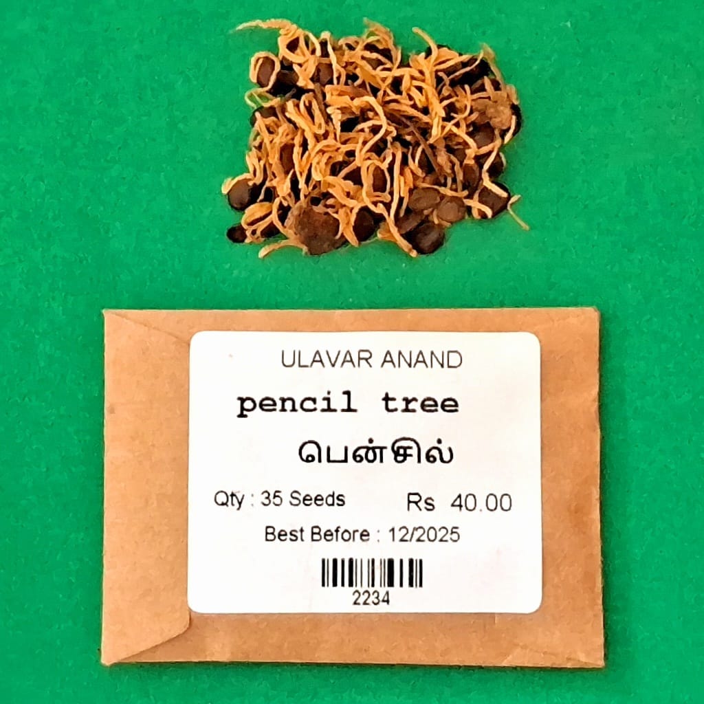Pencil tree (பென்சில் மரம் )