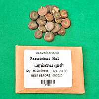 Prambai | Indian Mesquite tree (பரம்பை )
