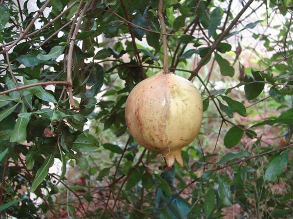 MATHULAI (மாதுளை )