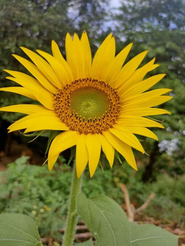 SUNFLOWER (சூரியகாந்தி பூ)