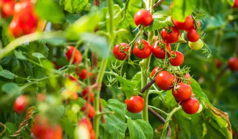 Sollar Pettai Sedi Tomato | சோலார் பேட்டை செடி தக்காளி