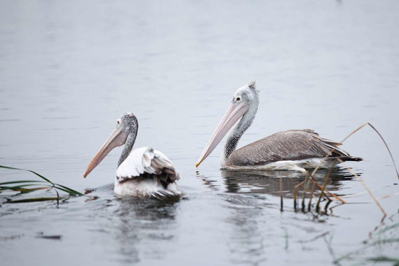 Pelican 06 Pelican 06