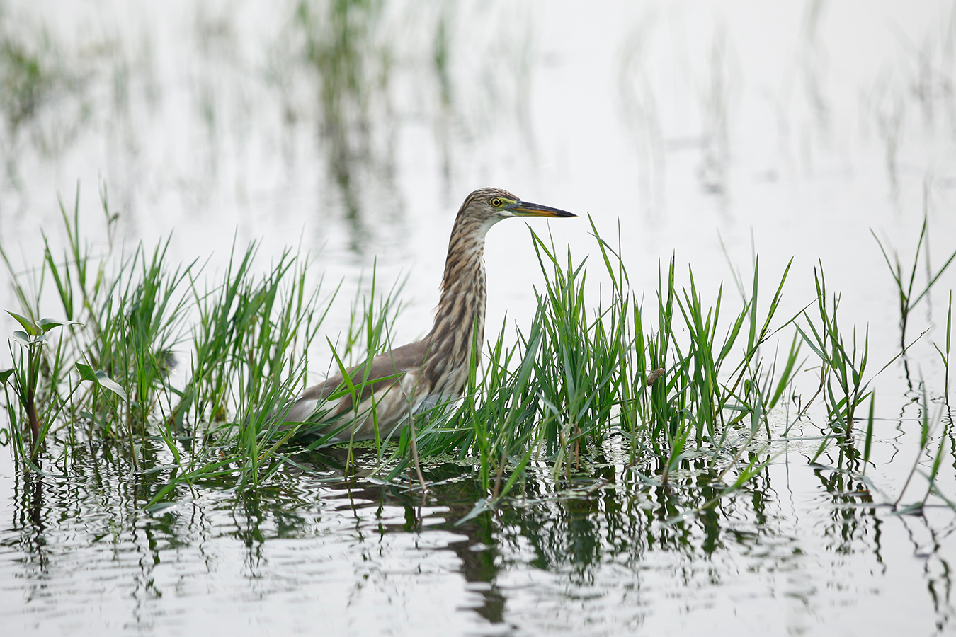 Pond Heron 01 Pond Heron 01