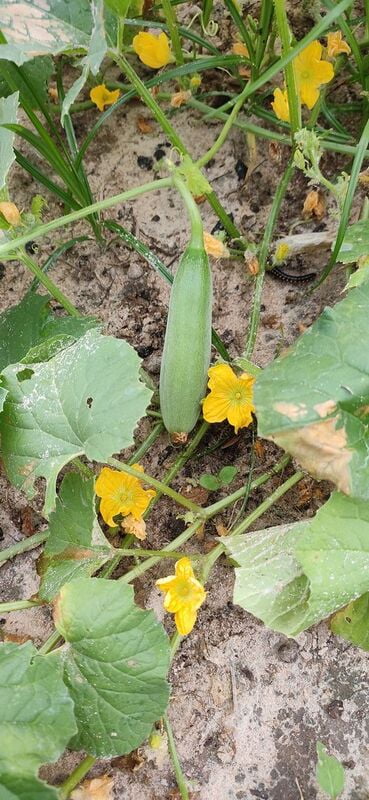 Baby CUCUMBER (வெள்ளரி - பிஞ்சி )