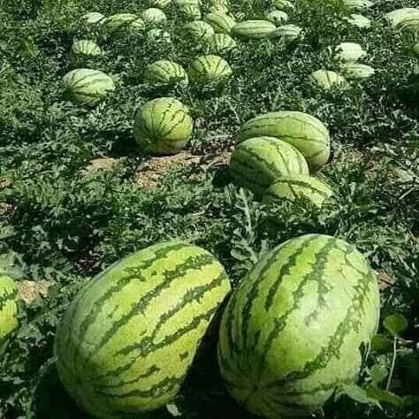 WATERMELON (தர்பூசணி)