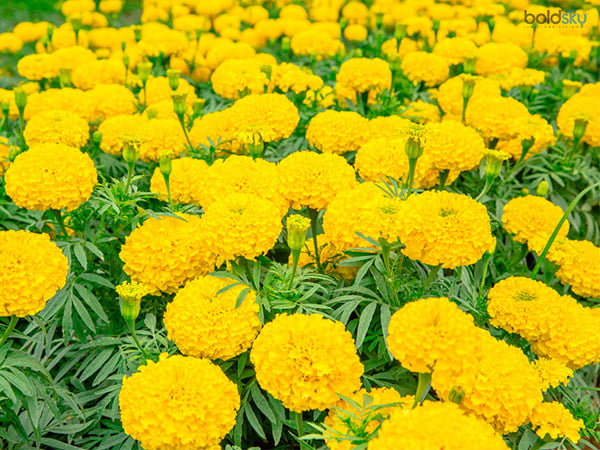 துளுக்க சாமந்தி  மஞ்சள் | African Marigold Yellow