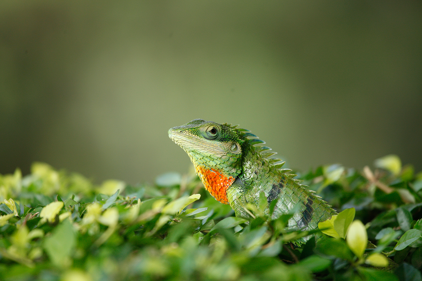 Oriental Garden Lizard Oriental Garden Lizard