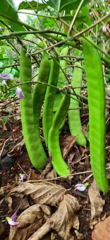 THAMATTAI SATTAI AVARAI ( SWORD BEANS ) (சாட்டை அவரை கொடி தமட்டை)