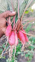 RED RADDISH (சிகப்பு முள்ளங்கி)