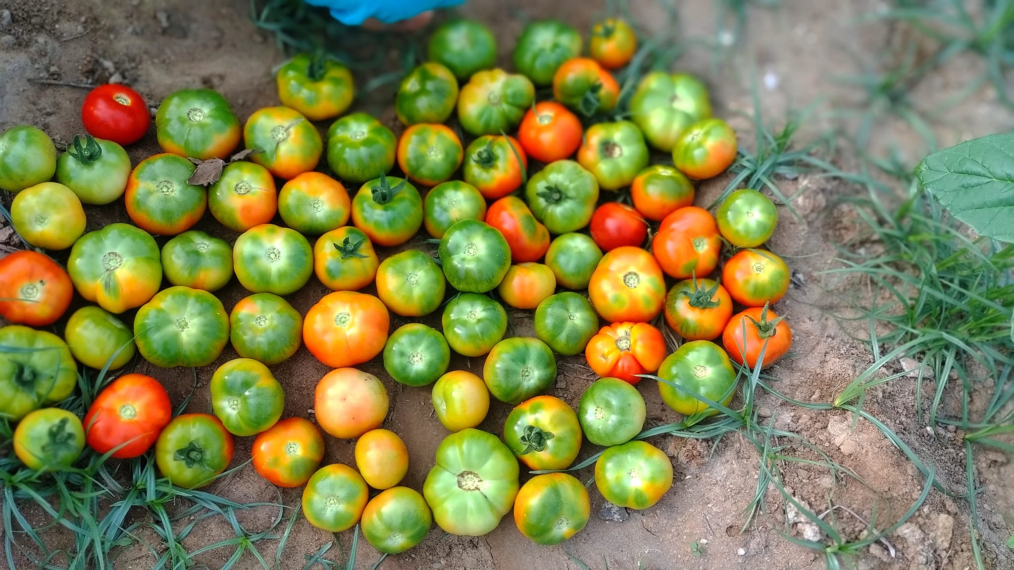 TOMOTTO (குண்டு தக்காளி)