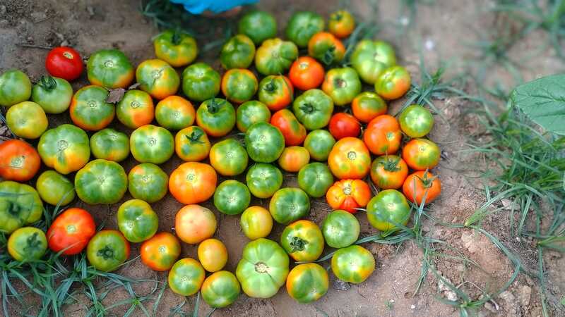 TOMOTTO (குண்டு தக்காளி)