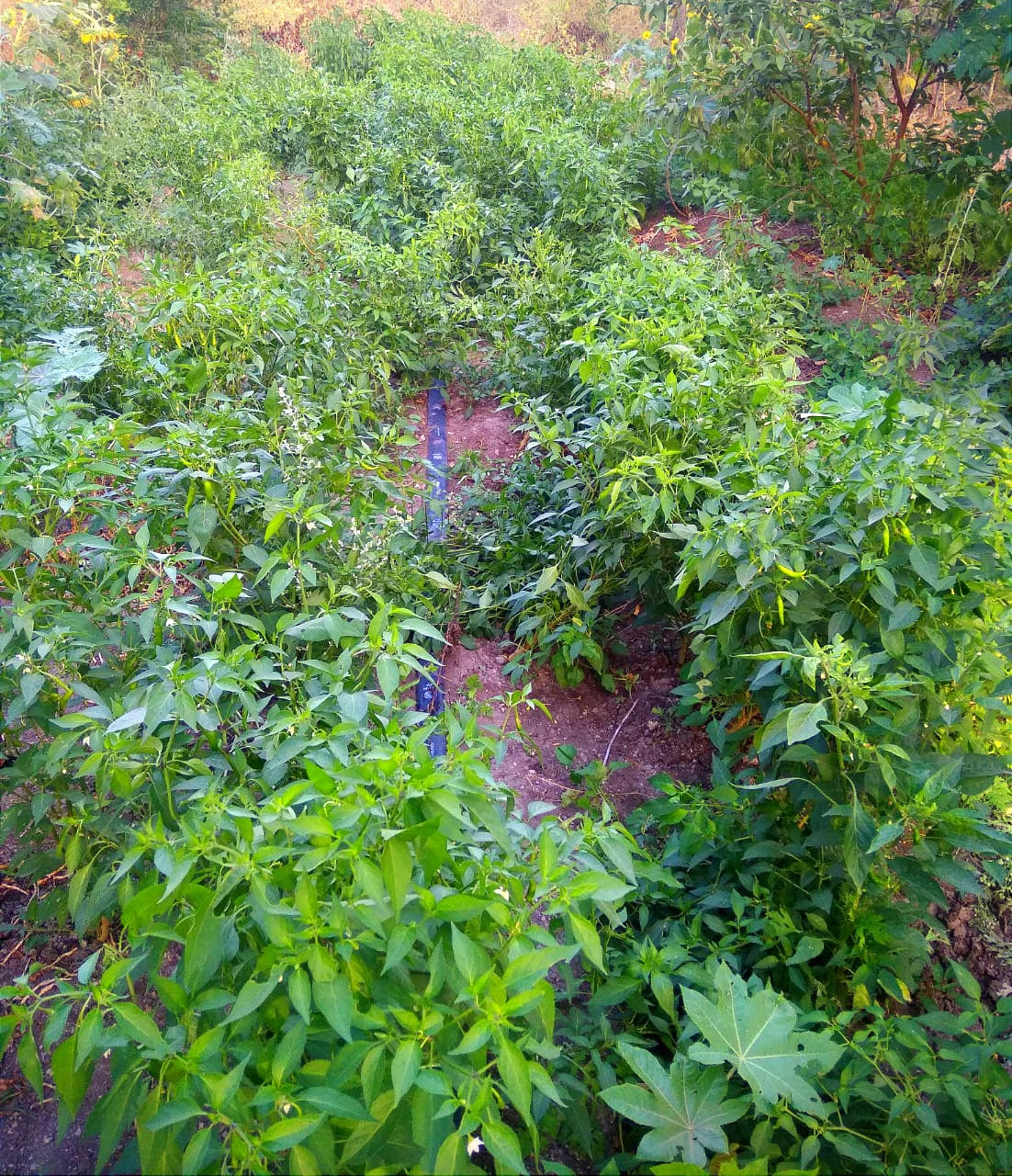 LONG CHILLI (நீள சம்பா மிளகாய்)